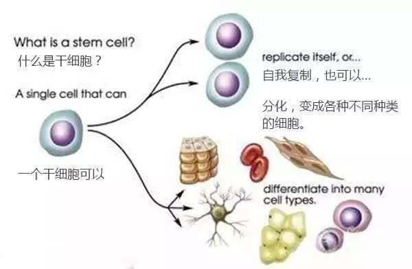 干细胞是具有自我复制和多向分化潜能的原始细胞,是形成人体各种组织