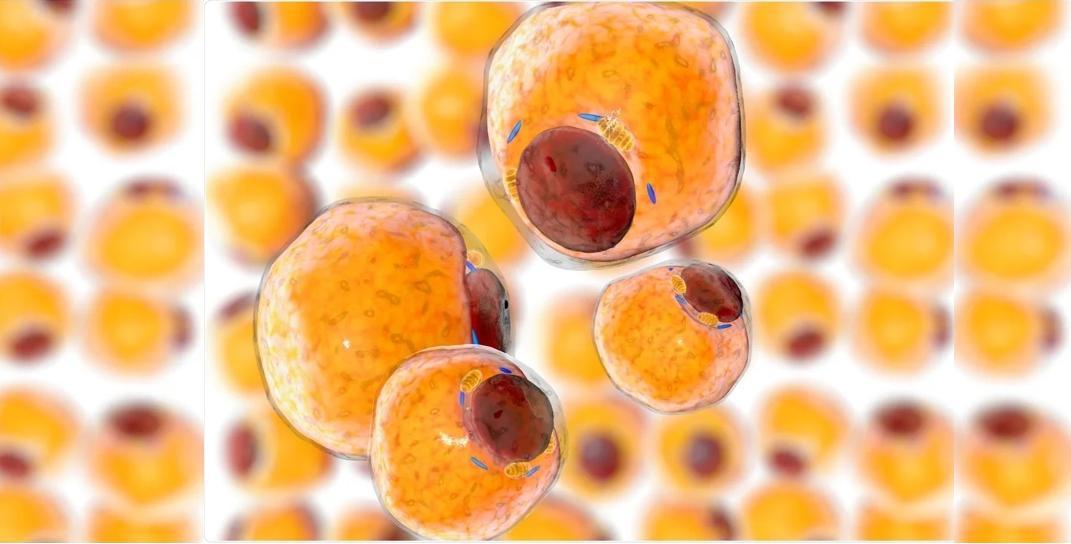【科学普及】人体的瑰宝:脂肪中的干细胞