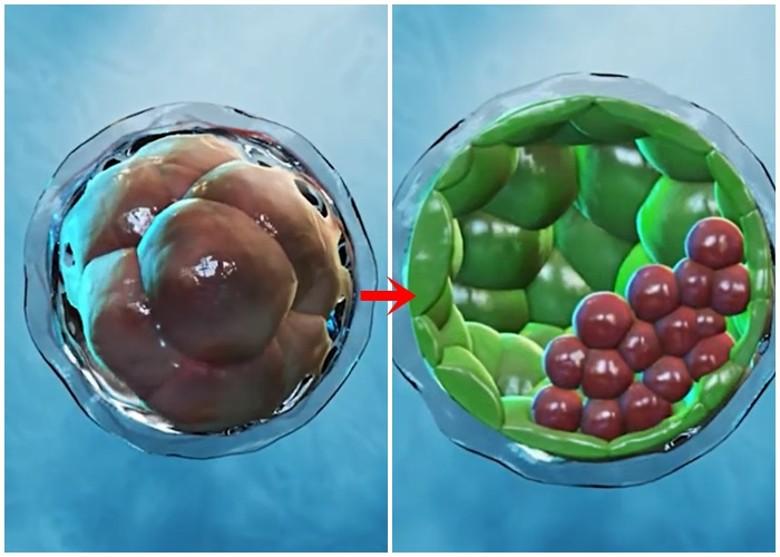 奥地利科学院研究人员利用干细胞培育出人胚状体模型 模拟早期人类
