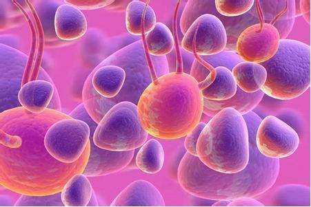 干细胞这八个应用方向关系你我——新生儿干细胞储存