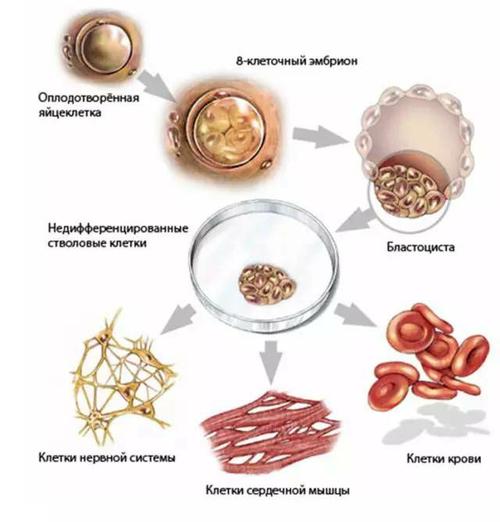 其它 干细胞以及干细胞技术应用 写美篇首先干细胞是人体内各种组织